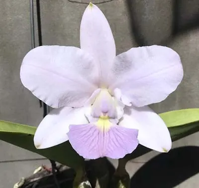 Cattleya walkeriana coerulea 'Rafael' x A15 'Pocos de Caldas'