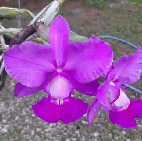Cattleya walkeriana tipo (50)