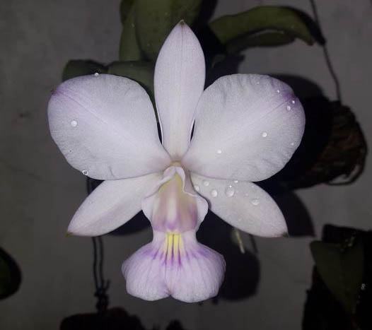 Cattleya walkeriana suave 'Kelly Cristina' x suave 'Do Cassola'
