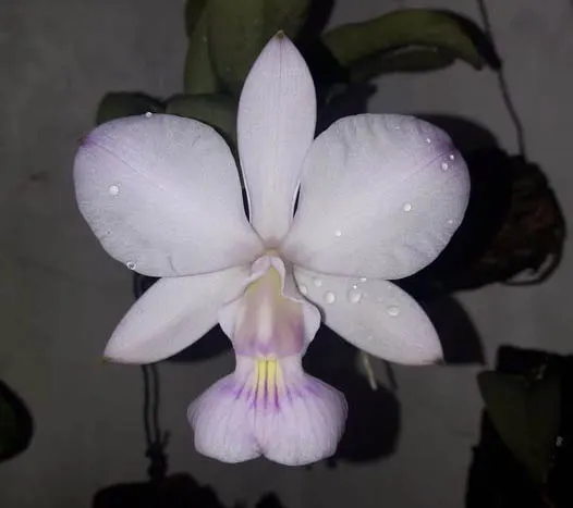 Cattleya walkeriana suave 'Kelly Cristina' x suave 'Do Cassola'