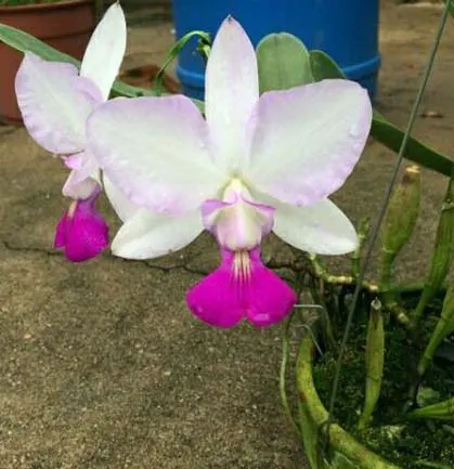 Cattleya walkeriana semi-alba fantasia
