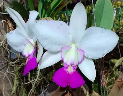 Cattleya walkeriana semi-alba 'Rubi Lip' x 'Tokio'