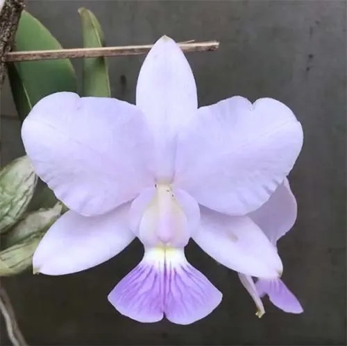 Cattleya walkeriana A15 'Toque Divino' x coerulea 'Batucada'