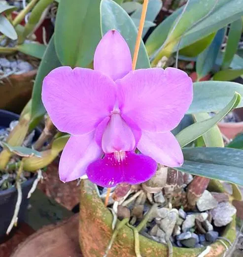 Cattleya walkeriana tipo 'Mateus Leme' x 'Rafael'