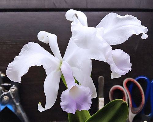 Cattleya lawrenceana albescens x self