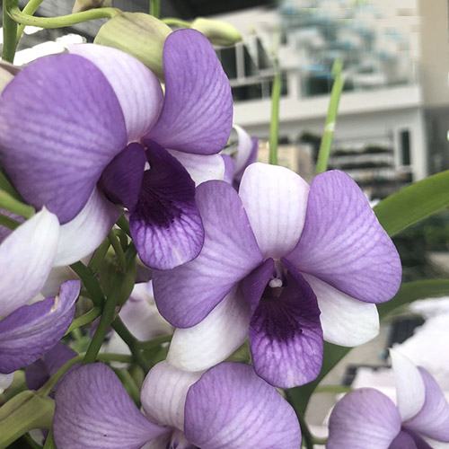 Dendrobium Two Tone Blue