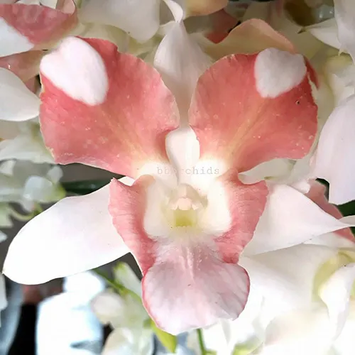 Dendrobium King Dragon Orange