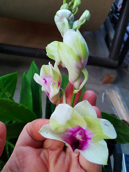Dendrobium Happy Star