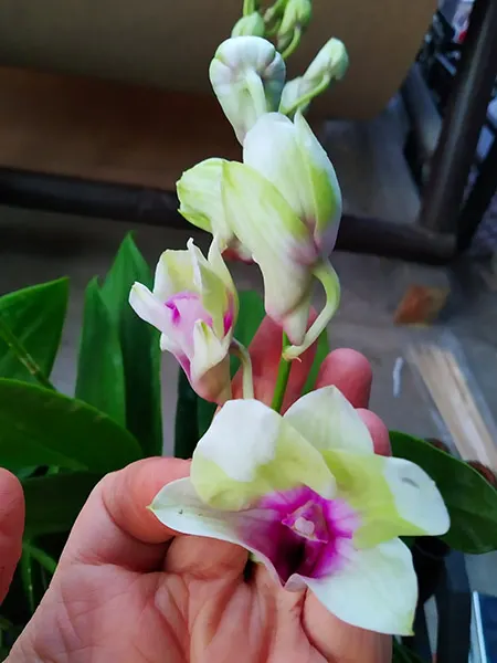 Dendrobium Happy Star