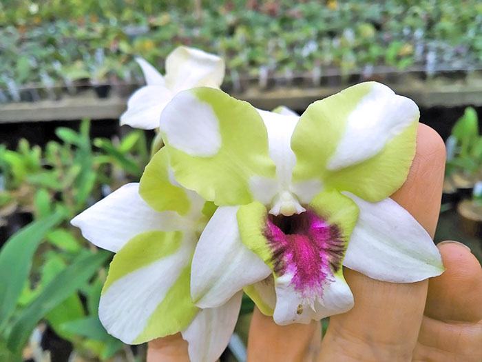 Dendrobium New Emma Mutante