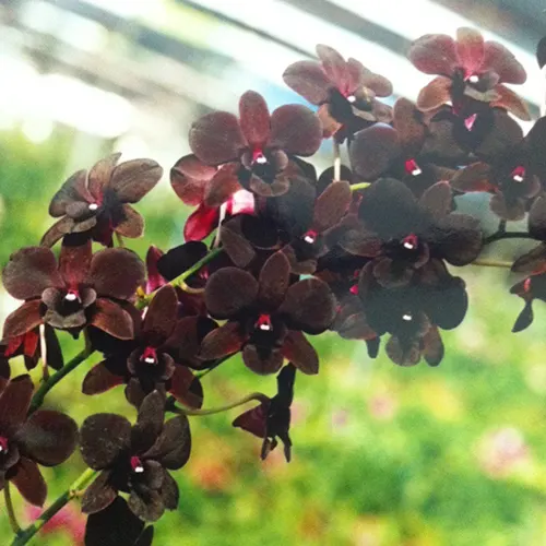 Dendrobium Black Cat
