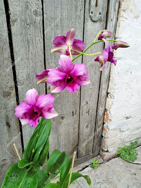 Dendrobium King Dragon Pink Stripe