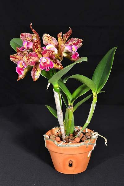 Rhyncholaeliocattleya Waianae Leopard