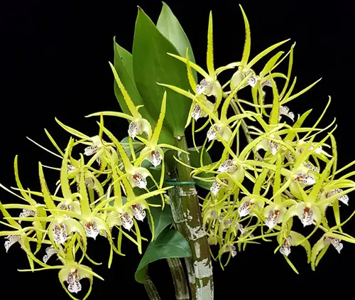 Dendrobium Hilda Poxon