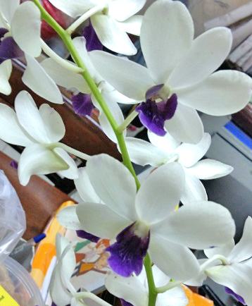 Dendrobium New White Blue Lip