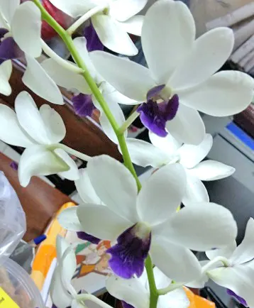 Dendrobium New White Blue Lip