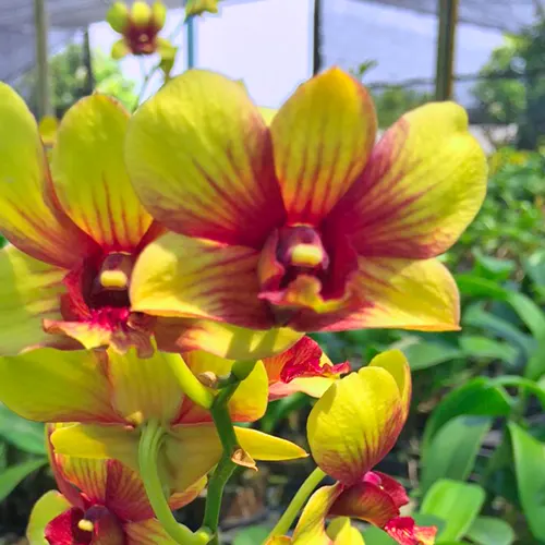 Dendrobium #263 Yellow Splash