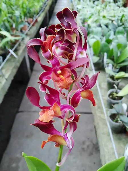 Dendrobium Lasian Brown Orange Lip