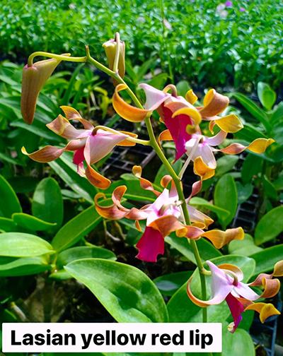 Dendrobium Lasian Yellow Red Lip