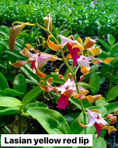 Dendrobium Lasian Yellow Red Lip