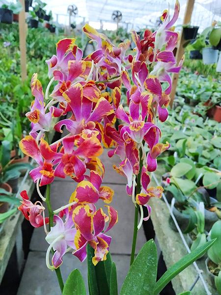 Dendrobium Brown Splash # 294