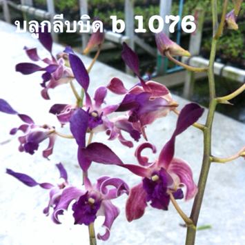 Dendrobium POF B #1076