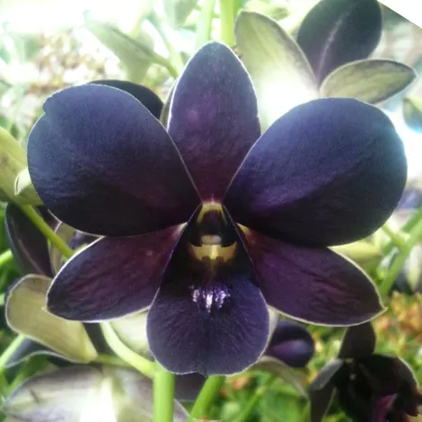 Dendrobium Muang TG