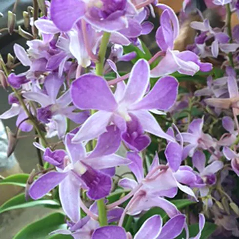 Dendrobium Squirrel Tail Blue