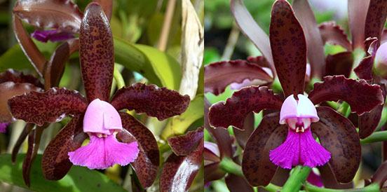Cattleya leopoldii (C. leopoldii 'Claire' AM/AOSx C. leopoldii 'Paul' AM/AOS)