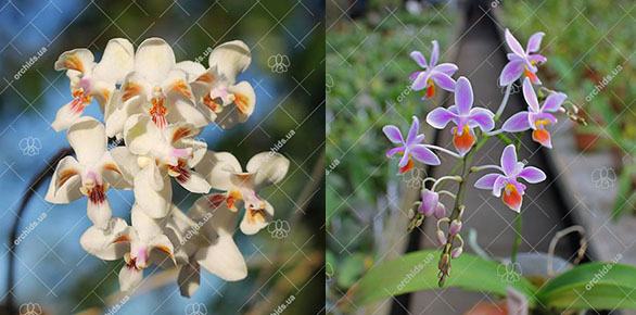Phalaenopsis celebensis x equestris orange lip