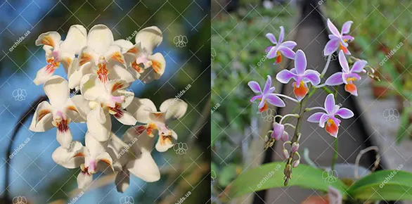 Phalaenopsis celebensis x equestris orange lip