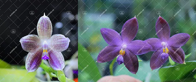 (Phalaenopsis javanica x Ld's Bear Queen) x (( tetraspis x speciosa) x violacea indigo)