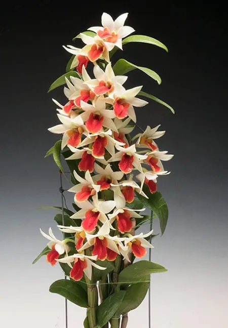 Dendrobium Frosty Dawn