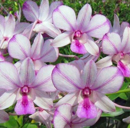 Dendrobium Pop Eye