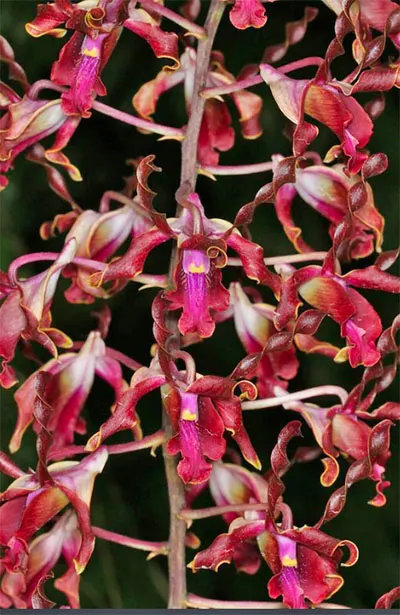 Dendrobium Nin Mangkorn