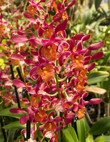 Dendrobium Red Spin