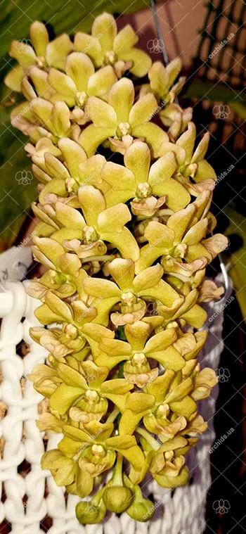 Rhynchostylis gigantea Yellow