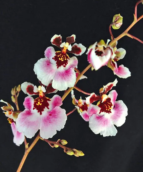 Tolumnia Sunset Pink