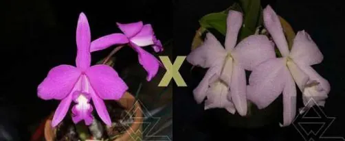 Laelia sincorana (concolor escura 'Diamantina' x delicata 'Pluma')