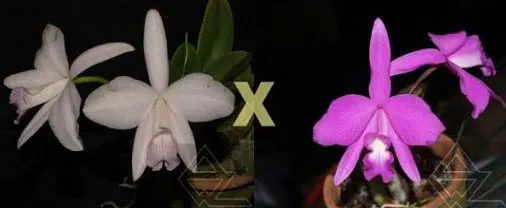 Laelia sincorana (delicata 'Orvalho' x concolor escura 'Diamantina')