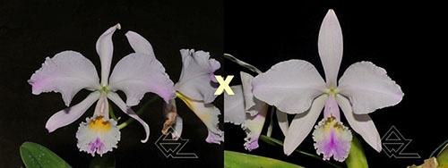 Cattleya warneri (albescens venosa 'Da Josefina' x amesiana 'Mem R Kautsky')