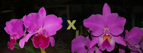 Cattleya labiata (escura 'Cheia' x 'Cara Grande')