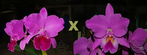 Cattleya labiata (escura 'Cheia' x 'Cara Grande')