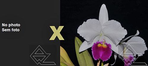 Cattleya trianae (concolor 'Nublado' x semi alba 'Esquecida')