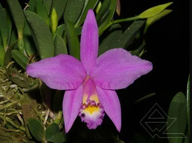 Laelia jongheana ('Z' x 'HG')