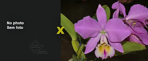 Cattleya warneri (orlata x extra venosa 'Caliman')