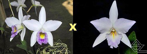 Laelia anceps (coerulea x vestalis 'Figment' AM/AOS)