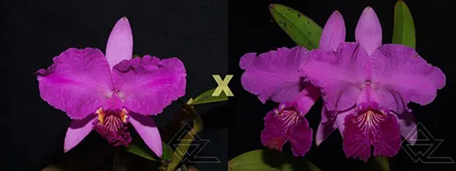 Cattleya lueddemanniana (rubra aquinada 'Vesuvio' x rubra)