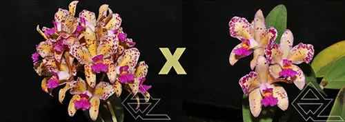 Cattleya amethystoglossa aurea ('do Daniel' x 'Fonte Grande')