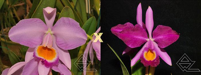 Cattleya eldorado (tipo 'Nr 1' x rubra flamea 'Flor de Gaia')